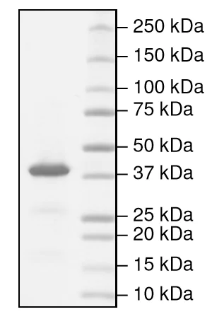 SDS-PAGE - Recombinant human Indoleamine 2, 3-dioxygenase protein (Active) (AB216193)
