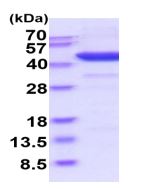 SDS-PAGE - Recombinant human Indoleamine 2, 3-dioxygenase protein (Active) (AB219439)