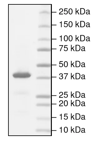 SDS-PAGE - Recombinant human Indoleamine 2, 3-dioxygenase protein (Active) (His tag N-Terminus) (AB216193)