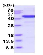 SDS-PAGE - Recombinant human Indoleamine 2, 3-dioxygenase protein (Active) (AB219439)