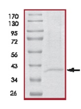 Recombinant Human ING1 protein