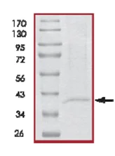 SDS-PAGE - Recombinant Human ING1 protein (AB125575)