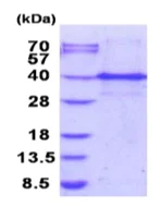 SDS-PAGE - Recombinant Human ING1 protein (denatured) (His tag N-Terminus) (AB187464)