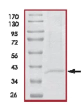 SDS-PAGE - Recombinant Human ING1 protein (His tag N-Terminus) (AB125575)