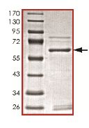 SDS-PAGE - Recombinant Human ING2 protein (AB127136)
