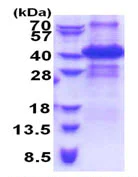 SDS-PAGE - Recombinant Human ING2 protein (denatured) (AB171499)