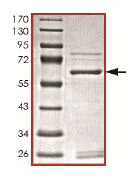 SDS-PAGE - Recombinant Human ING2 protein (GST tag N-Terminus) (AB127136)