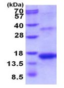 SDS-PAGE - Recombinant Human Inhibin beta A protein (denatured) (AB202155), expandable thumbnail