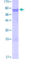 Recombinant Human Inhibin beta B protein