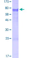 SDS-PAGE - Recombinant Human Inhibin beta B protein (GST tag N-Terminus) (AB158764)