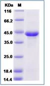 SDS-PAGE - Recombinant Human Inhibin beta E chain protein (Fc Chimera) (AB276297)