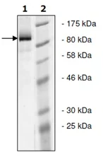 SDS-PAGE - Recombinant Human iNOS protein (His-DDDDK tag N-Terminus) (AB135010)
