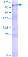 SDS-PAGE - Recombinant Human INPP5E protein (GST tag N-Terminus) (AB163384)