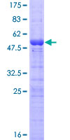 Recombinant Human INSL4 protein