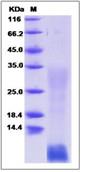 SDS-PAGE - Recombinant Human INSL4 protein (His tag) (AB276588), expandable thumbnail