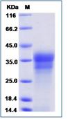 SDS-PAGE - Recombinant Human INSL6 protein (His tag) (AB276664), expandable thumbnail