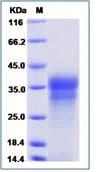 SDS-PAGE - Recombinant Human INSL6 protein (His tag) (AB276664)