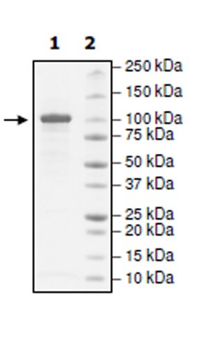 SDS-PAGE - Recombinant Human Insulin degrading enzyme / IDE protein (His tag N-Terminus) (AB271547)