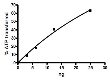 Recombinant human Insulin Receptor protein