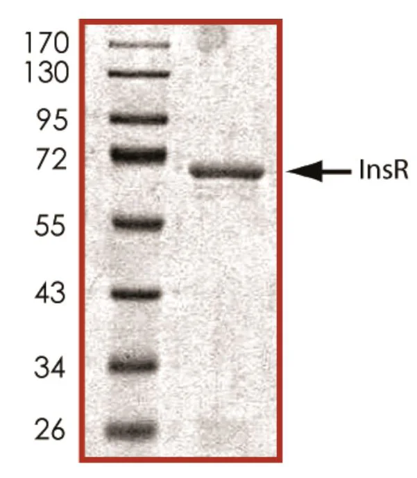 SDS-PAGE - Recombinant human Insulin Receptor protein (Active) (GST tag N-Terminus) (AB70687)