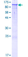 SDS-PAGE - Recombinant Human INT4 protein (GST tag N-Terminus) (AB164892)