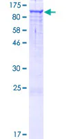 SDS-PAGE - Recombinant Human INT4 protein (GST tag N-Terminus) (AB164892)
