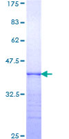 SDS-PAGE - Recombinant Human Integrin alpha 6 protein (GST tag N-Terminus) (AB158769)