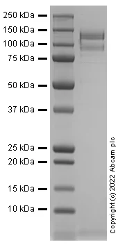 SDS-PAGE - Recombinant human Integrin alpha V + beta 3 protein (AB287921)