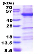 SDS-PAGE - Recombinant Human Integrin beta 1 protein (denatured) (AB174395)