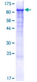 SDS-PAGE - Recombinant Human Integrin beta 1 protein (GST tag N-Terminus) (AB114157)