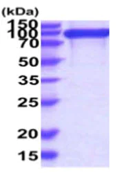 SDS-PAGE - Recombinant Human Integrin beta 1 protein (His tag) (AB219474)