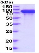 SDS-PAGE - Recombinant Human Integrin beta 4 protein (His tag C-Terminus) (AB229512)