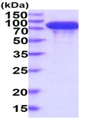 SDS-PAGE - Recombinant Human Integrin beta 4 protein (His tag C-Terminus) (AB229512)