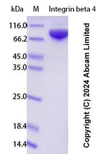SDS-PAGE - Recombinant Human Integrin beta 4 Protein Standard (AB323057)