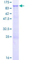 SDS-PAGE - Recombinant Human Integrin beta 7 protein (GST tag N-Terminus) (AB114397)