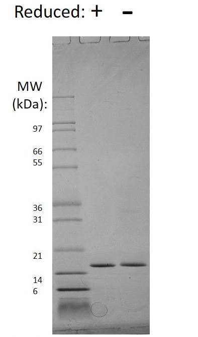 Recombinant human Interferon alpha 2 protein