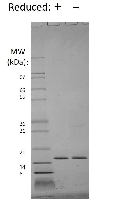 SDS-PAGE - Recombinant human Interferon alpha 2 protein (AB187225)