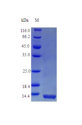 Recombinant human Interferon alpha 2 protein (Active)
