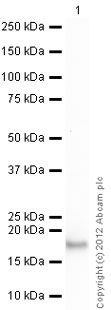 Western blot - Recombinant Human Interferon alpha 2b protein (AB51094)