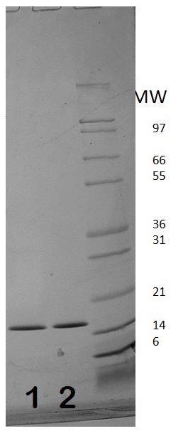 Recombinant human Interferon alpha 2b protein (Active)