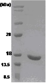 SDS-PAGE - Recombinant Human Interferon alpha 2b protein (Tag Free) (AB51094)