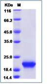 SDS-PAGE - Recombinant Human Interferon alpha10 protein (His tag) (AB276258)