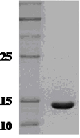 SDS-PAGE - Recombinant Human Interferon gamma protein (AB51240), expandable thumbnail