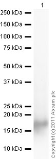 Western blot - Recombinant Human Interferon gamma protein (AB51240), expandable thumbnail
