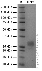 SDS-PAGE - Recombinant Human Interferon gamma protein (Active) (AB259377), expandable thumbnail
