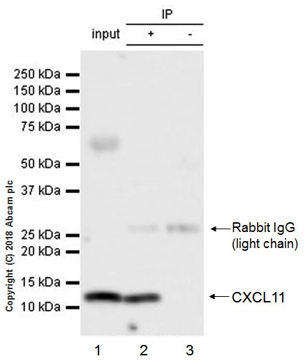 Immunoprecipitation - Recombinant human Interferon gamma protein (Active) (AB9659), expandable thumbnail
