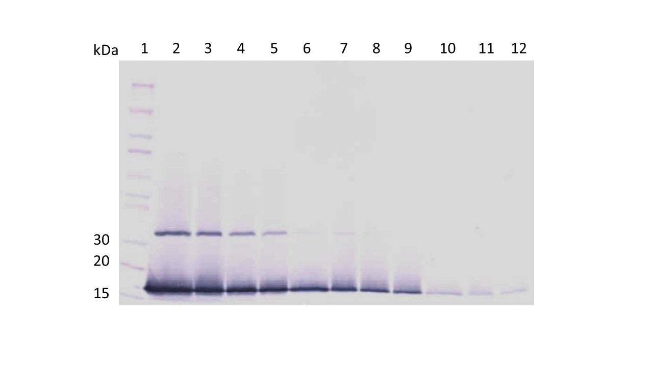 Western blot - Recombinant human Interferon gamma protein (Active) (AB9659), expandable thumbnail