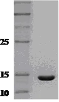 SDS-PAGE - Recombinant Human Interferon gamma protein (Tag Free) (AB51240)