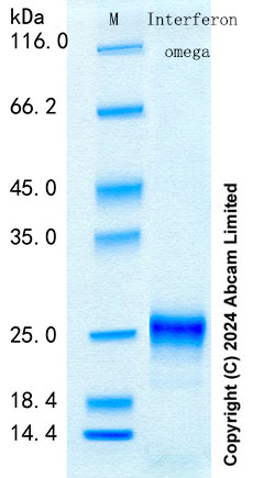 SDS-PAGE - Recombinant Human Interferon omega Protein Standard (His tag) (AB316543), expandable thumbnail