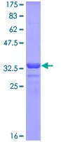 SDS-PAGE - Recombinant Human intestinal alkaline phosphatase protein (GST tag N-Terminus) (AB114266)